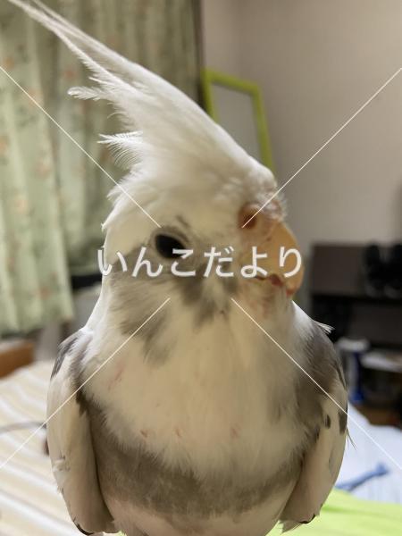 迷い鳥の写真