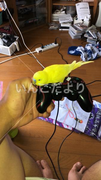 迷い鳥の写真