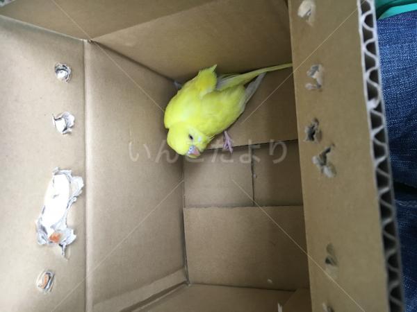保護鳥の写真