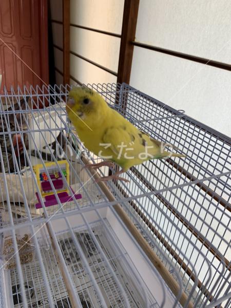 保護鳥の写真