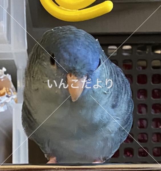 迷い鳥の写真