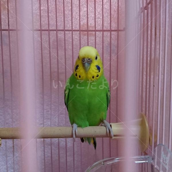 保護鳥の写真