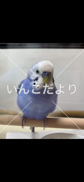 保護鳥の写真