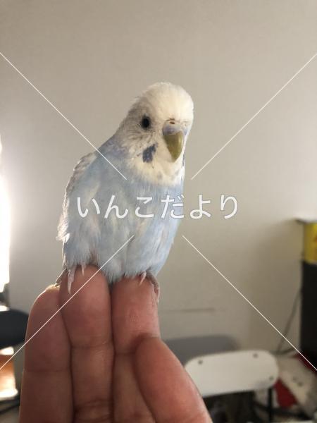 迷い鳥の写真