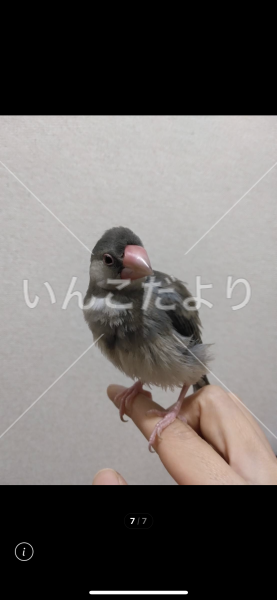 保護鳥の写真