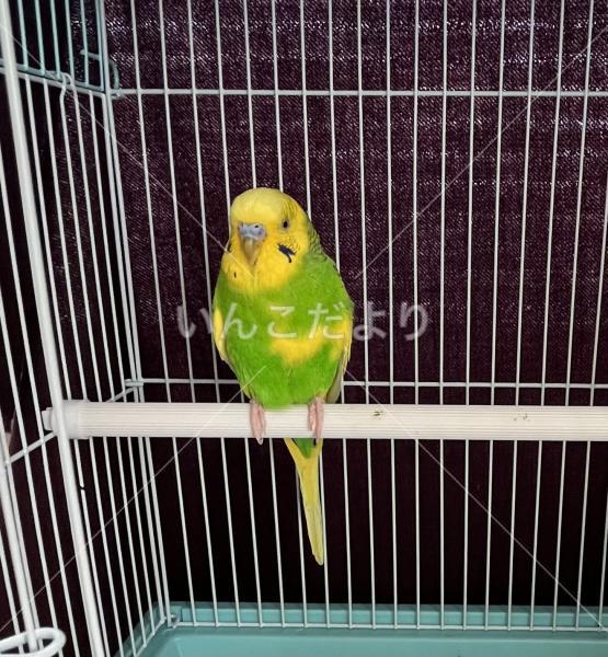 保護鳥の写真