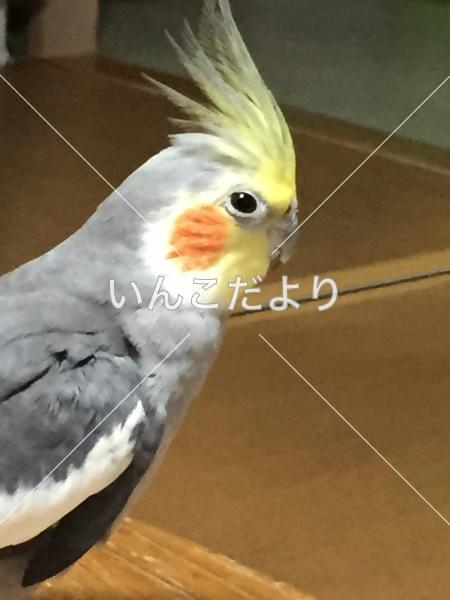 迷い鳥の写真