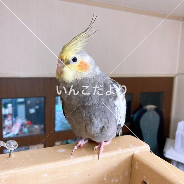 迷い鳥の写真