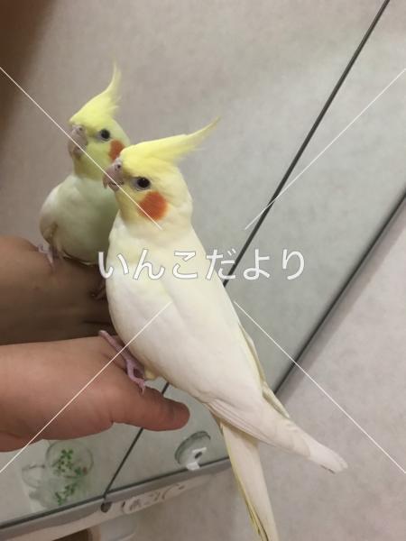 迷い鳥の写真