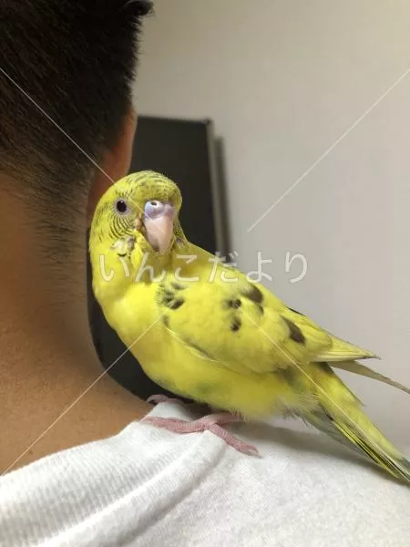 保護鳥の写真