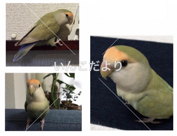 迷い鳥の写真