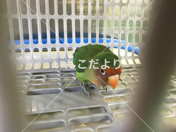 保護鳥の写真