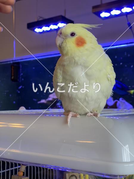 迷い鳥の写真