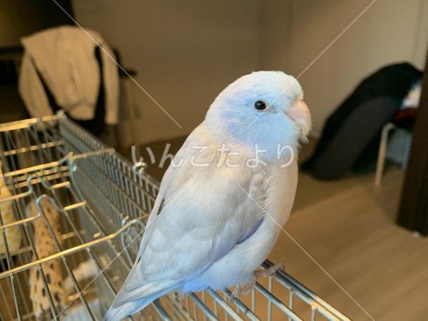 迷い鳥の写真
