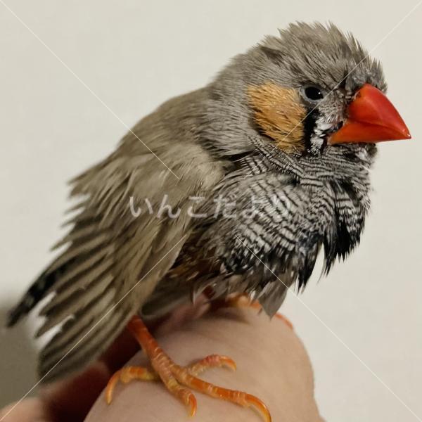 保護鳥の写真