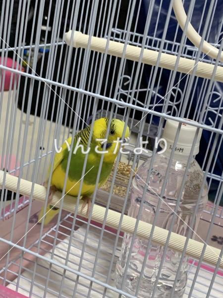 保護鳥の写真