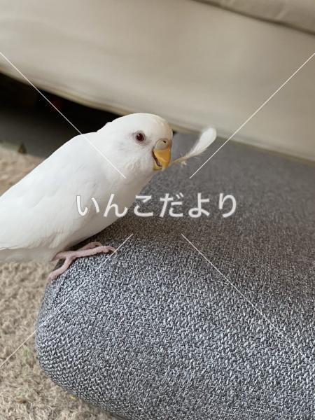 迷い鳥の写真