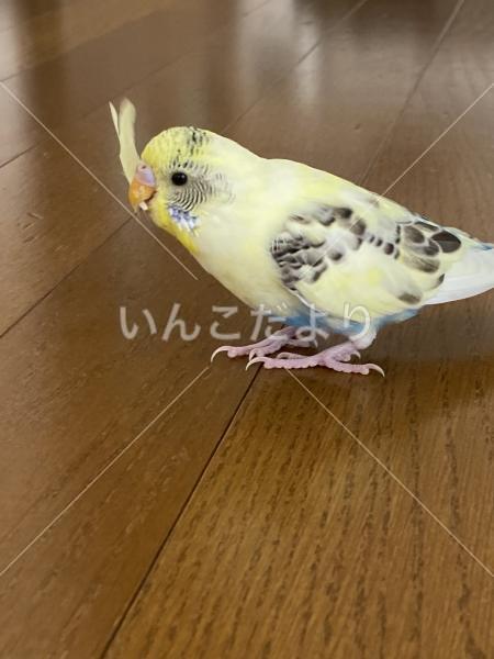 迷い鳥の写真