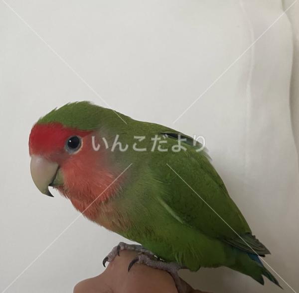 迷い鳥の写真