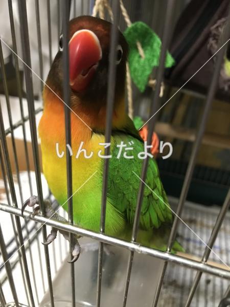 迷い鳥の写真
