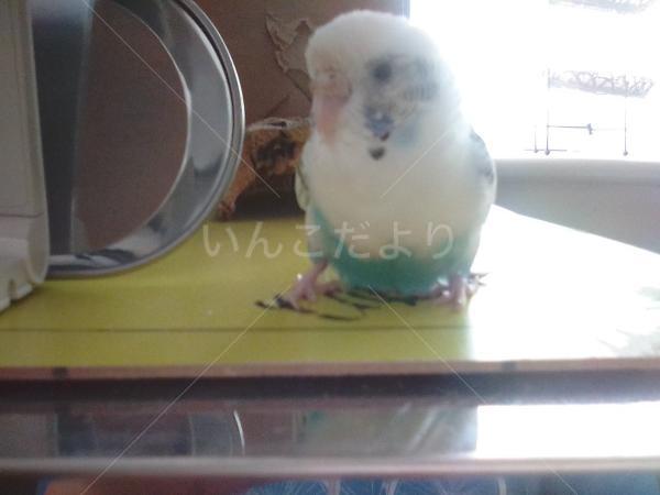 迷い鳥の写真
