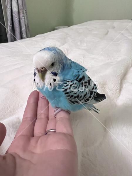 保護鳥の写真