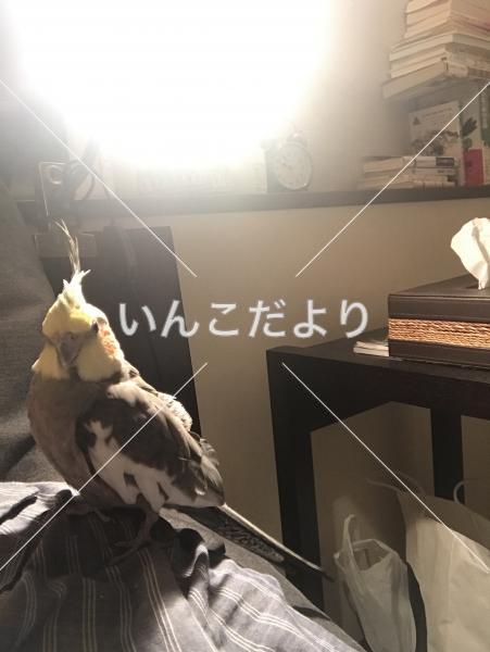 迷い鳥の写真