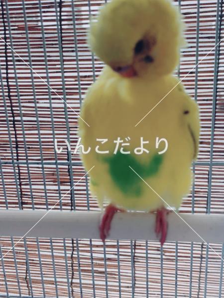 保護鳥の写真