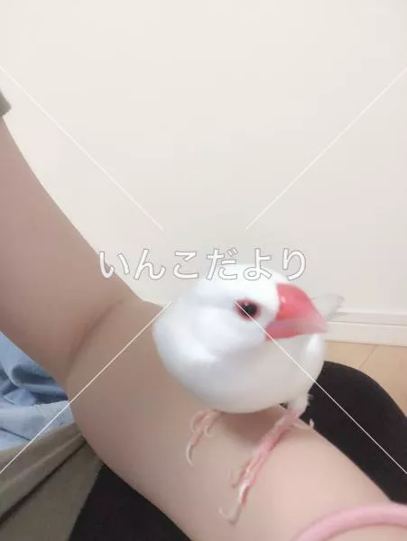保護鳥の写真