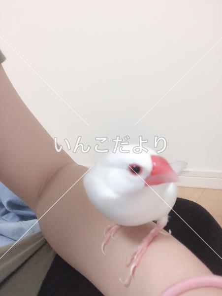 保護鳥の写真