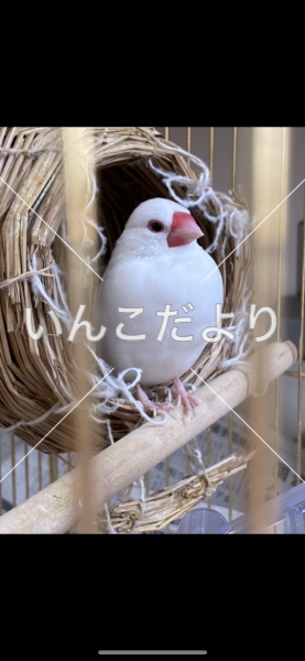 迷い鳥の写真