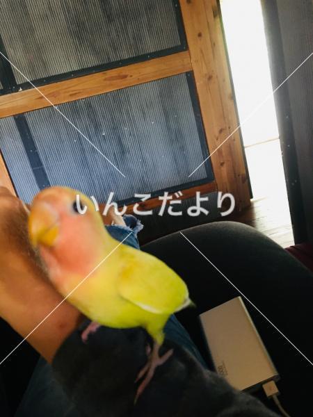 迷い鳥の写真