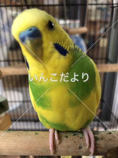 迷い鳥の写真
