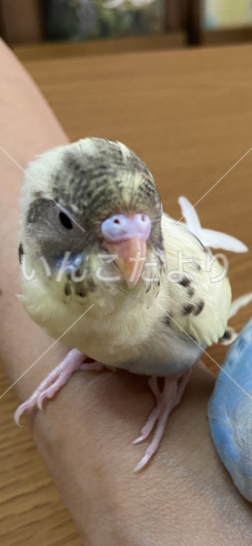 迷い鳥の写真