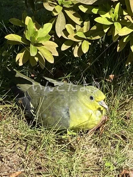 保護鳥の写真