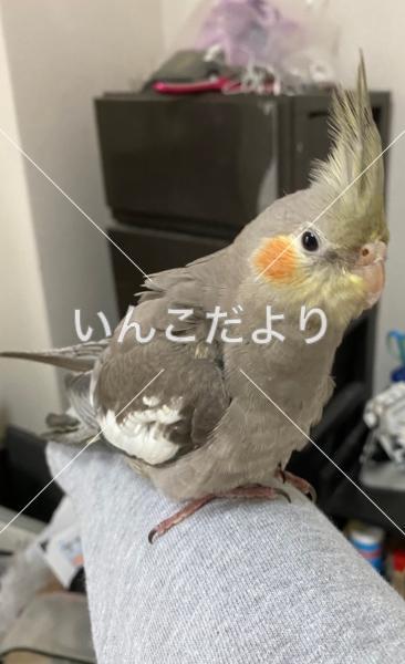 迷い鳥の写真