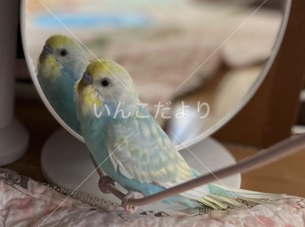 迷い鳥の写真