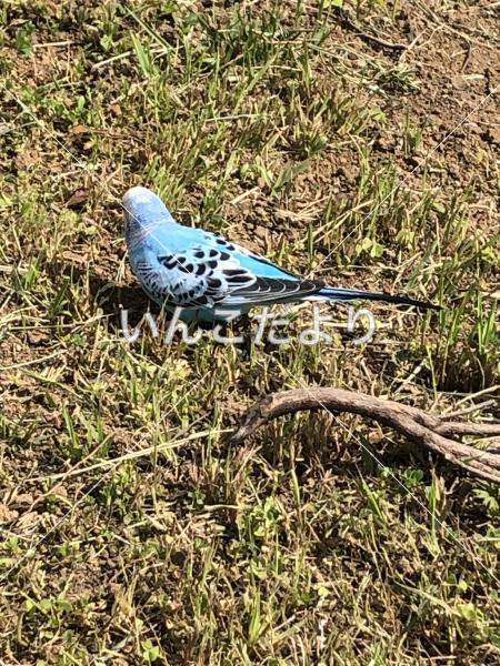 保護鳥の写真