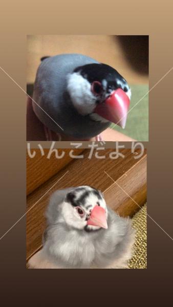 迷い鳥の写真