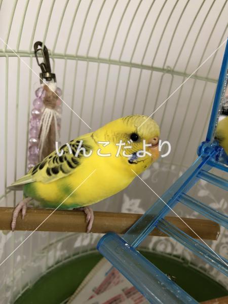 保護鳥の写真