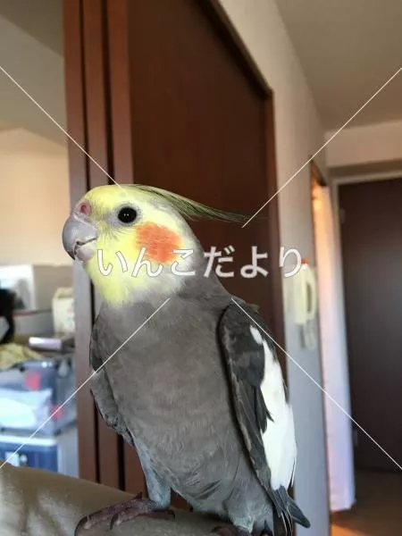 保護鳥の写真