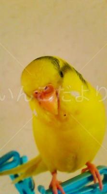 迷い鳥の写真