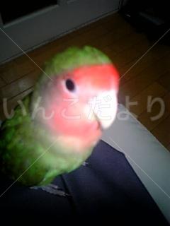 迷い鳥の写真