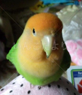 迷い鳥の写真