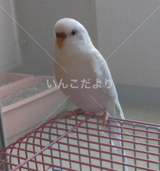 迷い鳥の写真