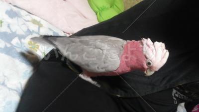 迷い鳥の写真