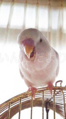 迷い鳥の写真