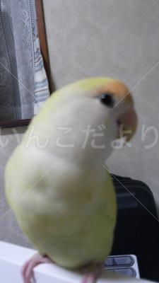 迷い鳥の写真