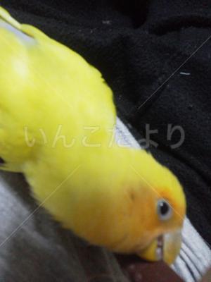 迷い鳥の写真