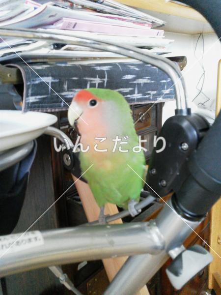 迷い鳥の写真